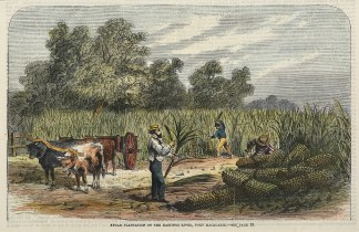 Sugar Plantation of the Hastings River, … Regional