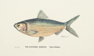 The Southern Herring. Clupea Sundiaca. Fish & Marine Life