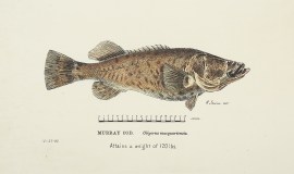 Murray Cod.