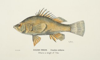 Golden Perch. Ctenolates ambiguus. Fish & Marine Life