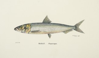 Maray. Clupea sagax. Fish & Marine Life