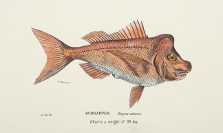 Schnapper. Pagrus unicolor. Attains a we… Fish & Marine Life