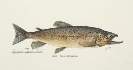 Trout. Taken in the Molonglo River. ANIMALS