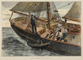 Shark Catching in the South Seas. PRINTS & PHOTOGRAPHS