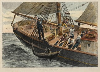 Shark Catching in the South Seas. SPORTS