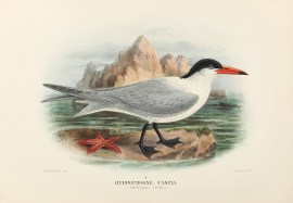 Hydroprogne Caspia. (Caspian Tern). BIRDS