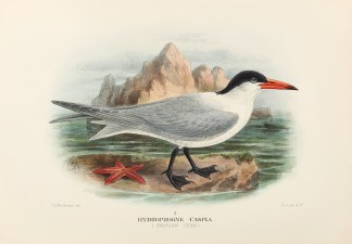 Hydroprogne Caspia. (Caspian Tern). Australian