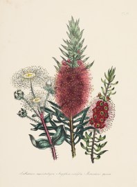 1 Callistemon macrostachyum 2 Angophora cordifolia… Australian - General