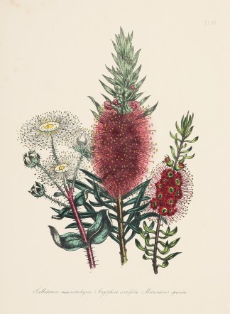 1 Callistemon macrostachyum 2 Angophora … Australian - General