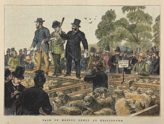 Sale of Merino Sheep at Ercildoune. Regional