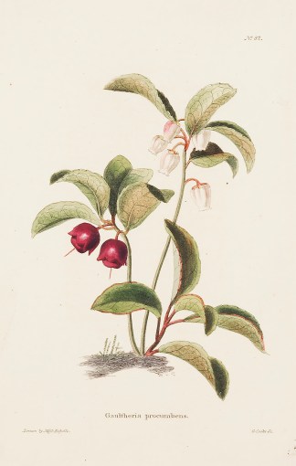 Gaultheria Procumbens. BOTANICALS