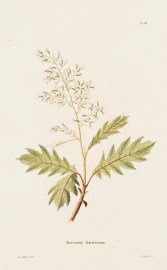 Bocconia Frutescens.