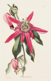 Passiflora Princeps.
