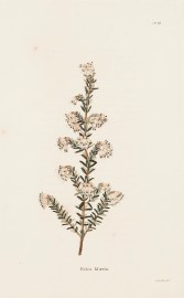 Erica Blaeria. BOTANICALS