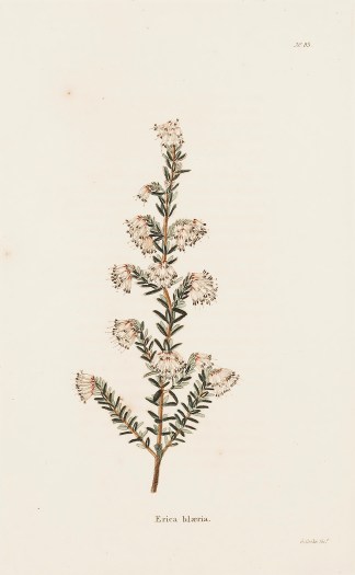 Erica Blaeria. BOTANICALS