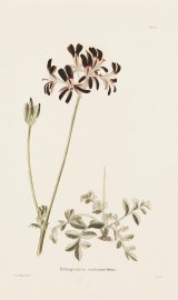 Pelargonium melananthon. BOTANICALS