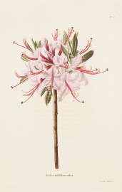 Azelea nudiflora rubra.
