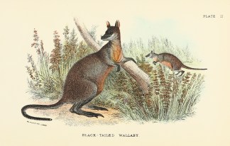 Black-tailed Wallaby Australian - General