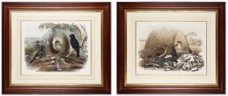 Chlamydera maculata: Gould / Ptilonorhyn… Australian