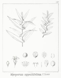 Myoporum oppositifolium R. Brown.