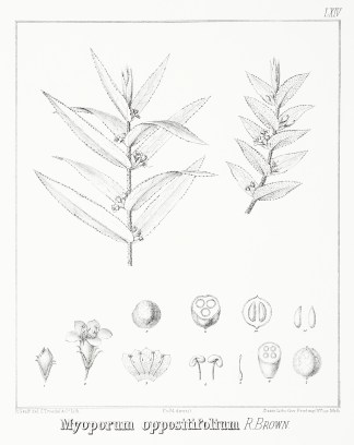 Myoporum oppositifolium R. Brown. Australian - Mueller Myoporum oppositifolium R. Brown. Australian - Mueller