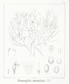 Eremophila santalina F.v.M.