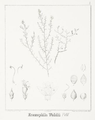 Eremophila Weldii F.v.M. Australian - Mueller