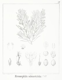 Eremophila adenotricha F.v.M