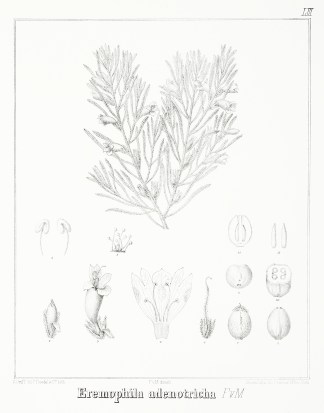 Eremophila adenotricha F.v.M Australian - Mueller