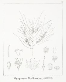 Myoporum floribundum. A. Cunningham.