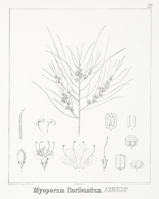 Myoporum floribundum. A. Cunningham. Australian - Mueller