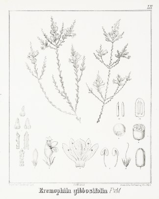 Eremophila gibbosifolia F.v.M Australian - Mueller