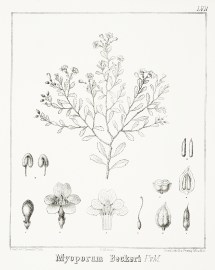 Myoporum Beckeri F.v.M.