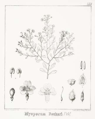 Myoporum Beckeri F.v.M. Australian - Mueller