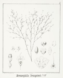 Eremophila Dempsteri F.v.M.