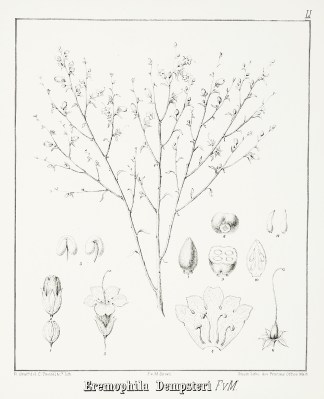 Eremophila Dempsteri F.v.M. Australian - Mueller