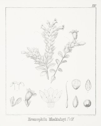 Eremophila Mackinlayi F.v.M. Australian - Mueller