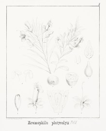 Eremophila platycalyx F.v.M. Australian - Mueller Eremophila platycalyx F.v.M.