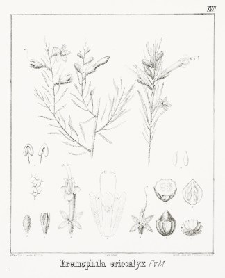 Eremophila eriocalyx F.v.M. Australian - Mueller