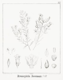 Eremophila Bowmani. F.v.M.