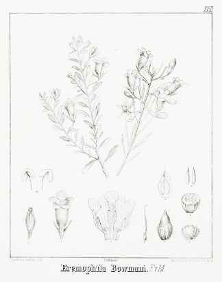 Eremophila Bowmani. F.v.M. Australian - Mueller