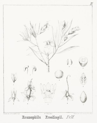 Eremophila Freelingii F.v.M. Australian - Mueller