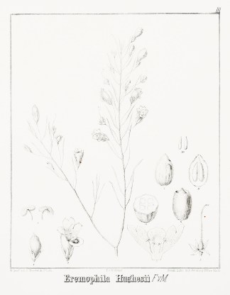 Eremophilia Hughesii F.v.M. Australian - Mueller