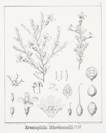 Eremophila Macdonnelli F.v.M. Australian - Mueller Eremophila Macdonnelli F.v.M.