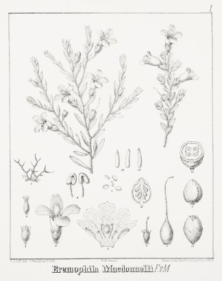 Eremophila Macdonnelli F.v.M. Australian - Mueller