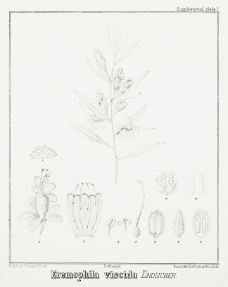 Eremophila viscida Endlicher. Australian - Mueller