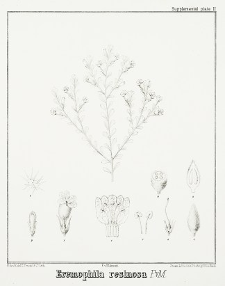 Eremophila resinosa F.v.M. Australian - Mueller