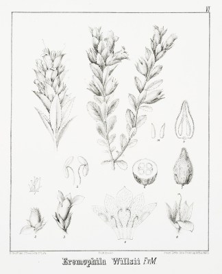 Eremophila Willsii F.v.M. Australian - Mueller