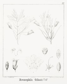 Eremophila Gilesii F.v.M.