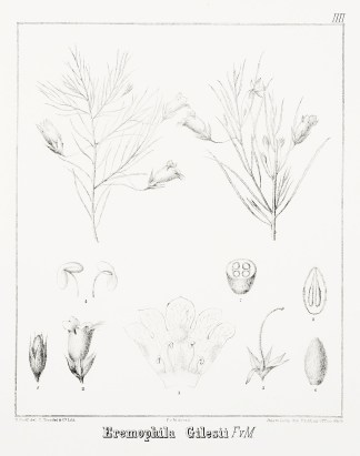 Eremophila Gilesii F.v.M. Australian - Mueller